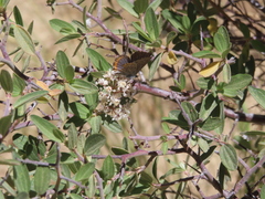 Icaricia lupini texanus