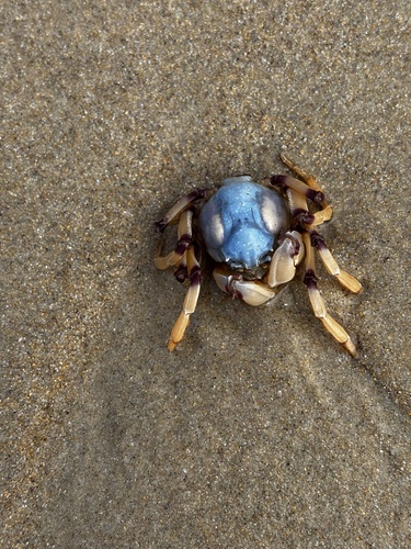 Mictyris longicarpus observed 2026-10-15