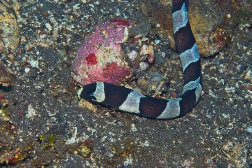 Myrichthys colubrinus observed 2026-10-14