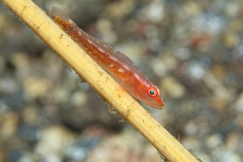 Pleurosicya mossambica observed 2026-10-14