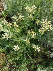 Astragalus adanus