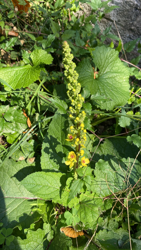 Dark Mullein