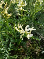 Astragalus adanus
