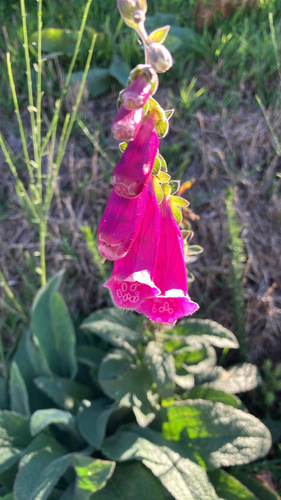 purple foxglove