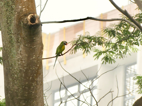 Red-breasted Parakeet