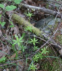 Galium japonicum