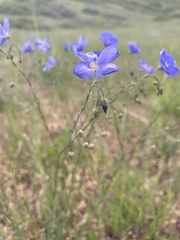 Linum perenne