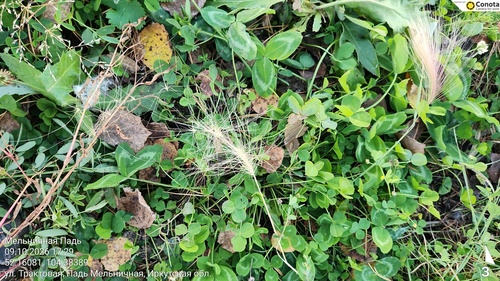 Foxtail Barley