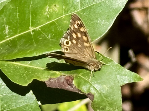Speckled Wood