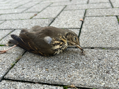 Song Thrush