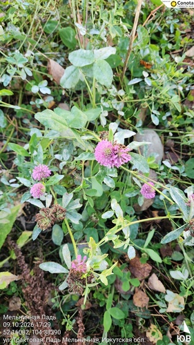 Red Clover