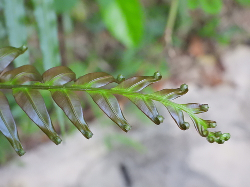 Blechnopsis orientalis observed 2026-10-15