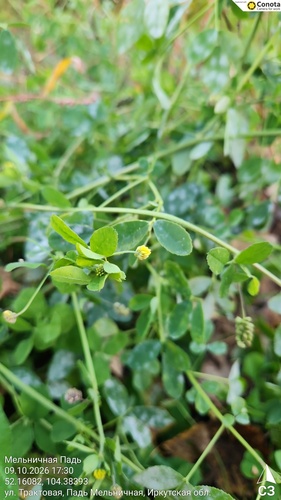 Black Medick