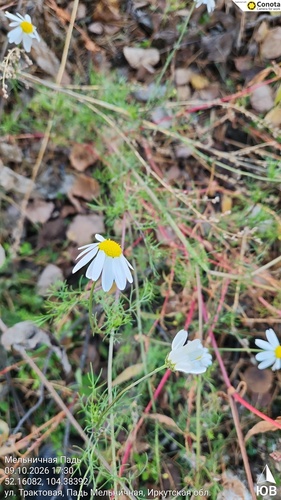 scentless mayweed