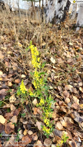 Yellow Sweetclover