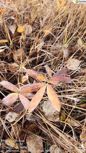 marsh cinquefoil