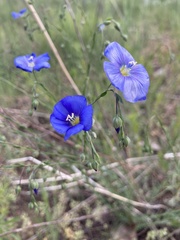 Linum perenne