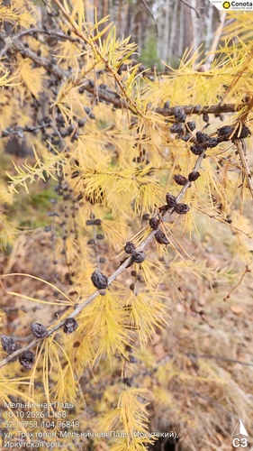 Siberian larch
