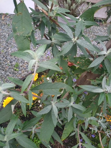 Butterfly bush