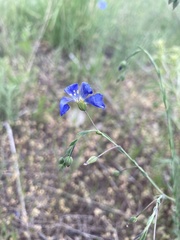 Linum perenne