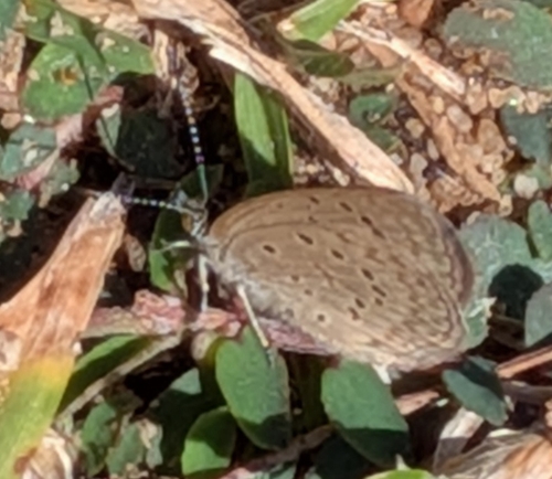 African Grass Blue