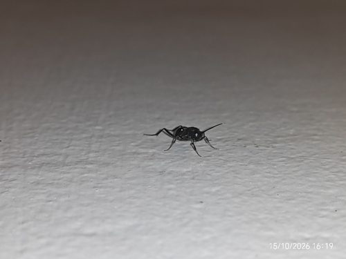Blue-eyed Ensign Wasp
