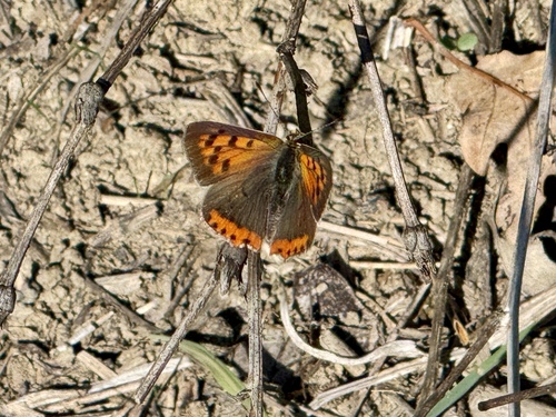 Small Copper