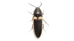 Ampedus oblessus