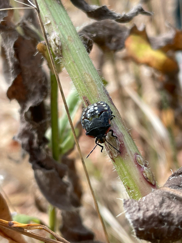Southern Green Stink Bug