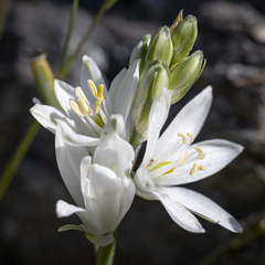 Ornithogalum concinnum