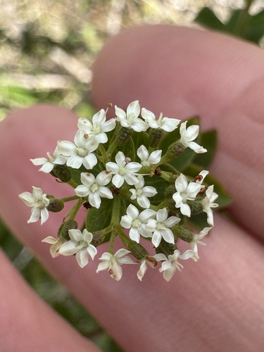 Platysace lanceolata observed 2026-10-14