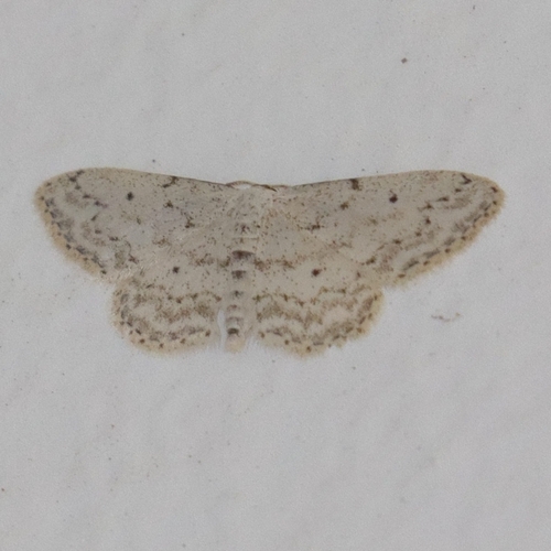 Small Dusty Wave