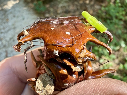 Andricus dentimitratus