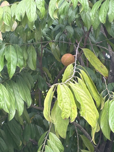 Hydnocarpus castaneus observed 2026-10-15