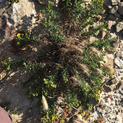 Deinandra clementina