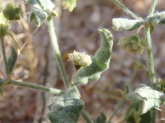 Eriogonum viridescens