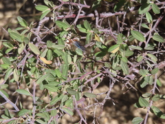 Icaricia lupini texanus