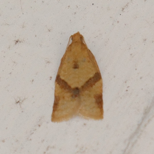 Privet Tortrix