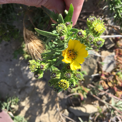 Deinandra clementina