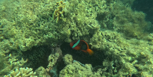 Amphiprion melanopus observed 2026-10-12
