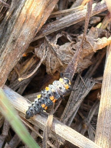 Seven-spotted Lady Beetle