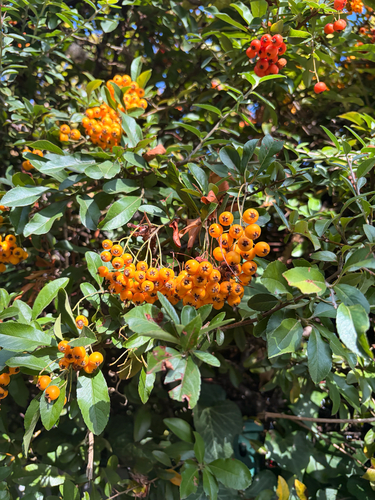 Firethorn