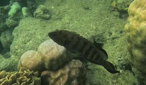 Cephalopholis boenak observed 2026-10-12