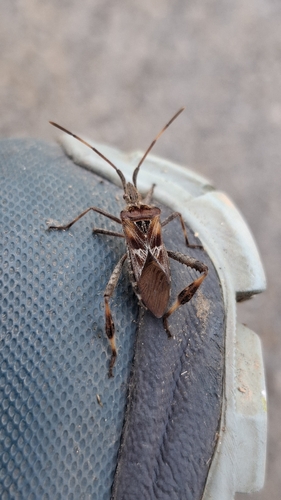 Western Conifer Seed Bug