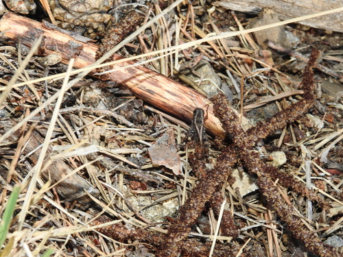 Pygmy Pincer Grasshopper