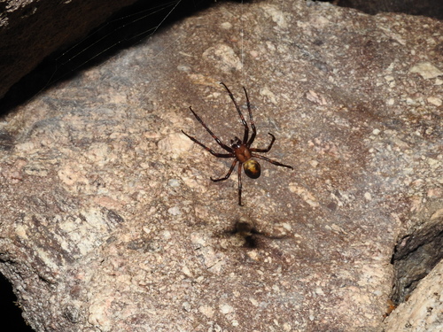 European cave spider