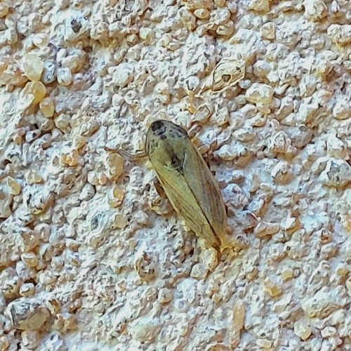 Meadow Spittlebug