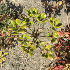 Lomatium insulare