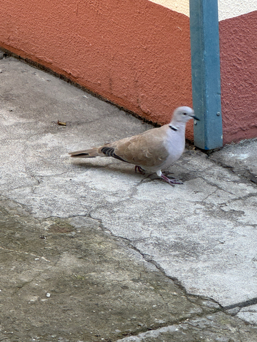 Eurasian Collared-Dove