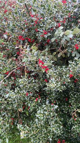European holly